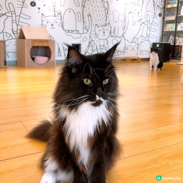 🐱1600呎海景貓Cafe