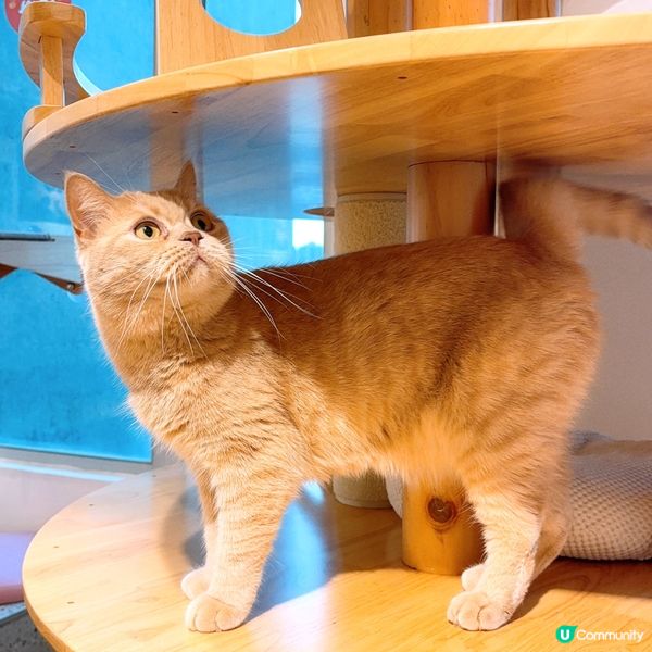 🐱1600呎海景貓Cafe