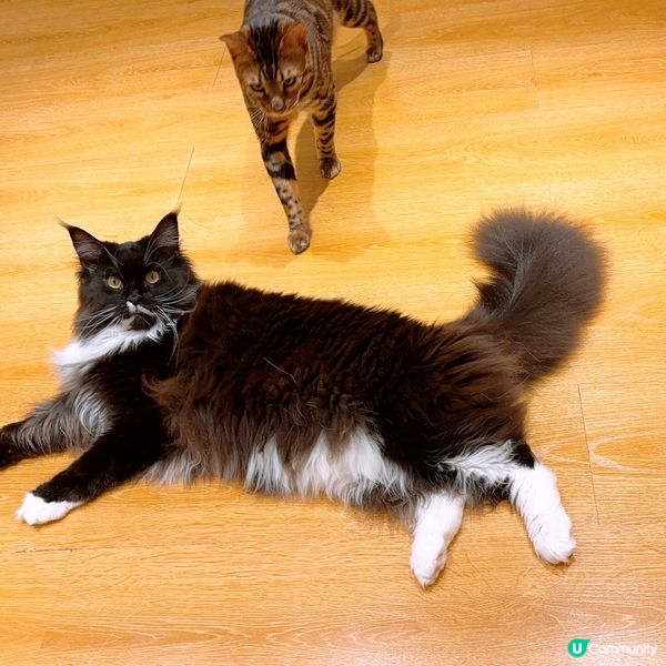 🐱1600呎海景貓Cafe