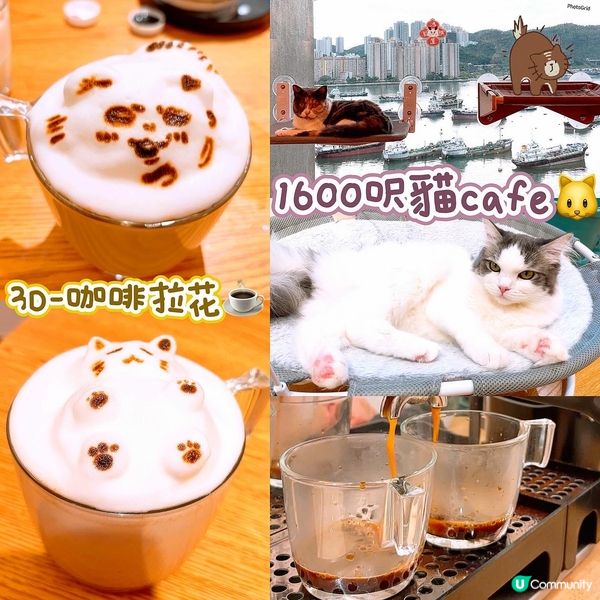 🐱1600呎海景貓Cafe