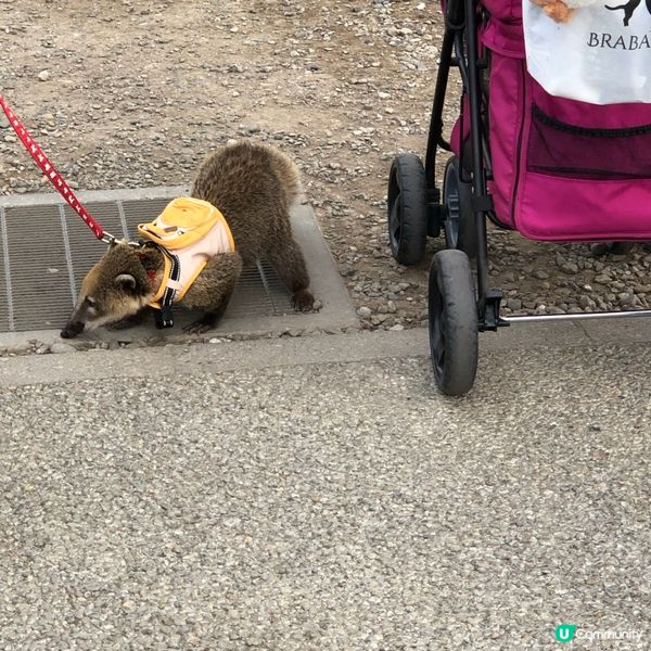 東京日光之旅7日-栃木県