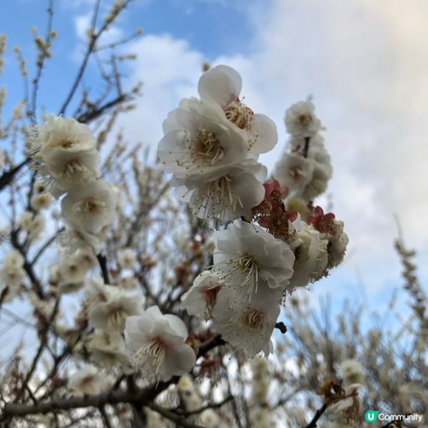 東京日光之旅7日-栃木県