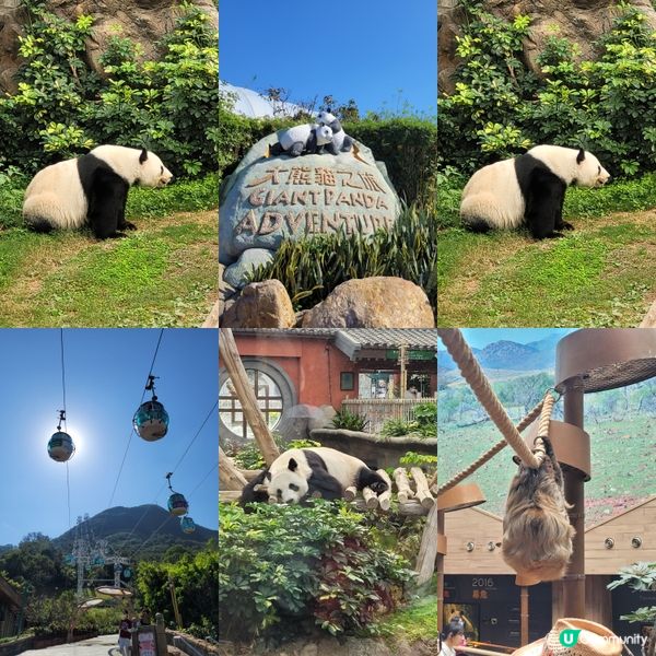 🎡多姿多彩的海洋公園🐼 保護海洋🌊大自然🌳