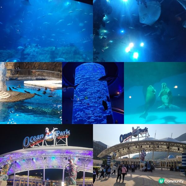 🎡多姿多彩的海洋公園🐼 保護海洋🌊大自然🌳