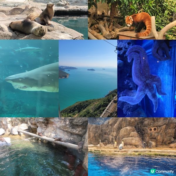 🎡多姿多彩的海洋公園🐼 保護海洋🌊大自然🌳