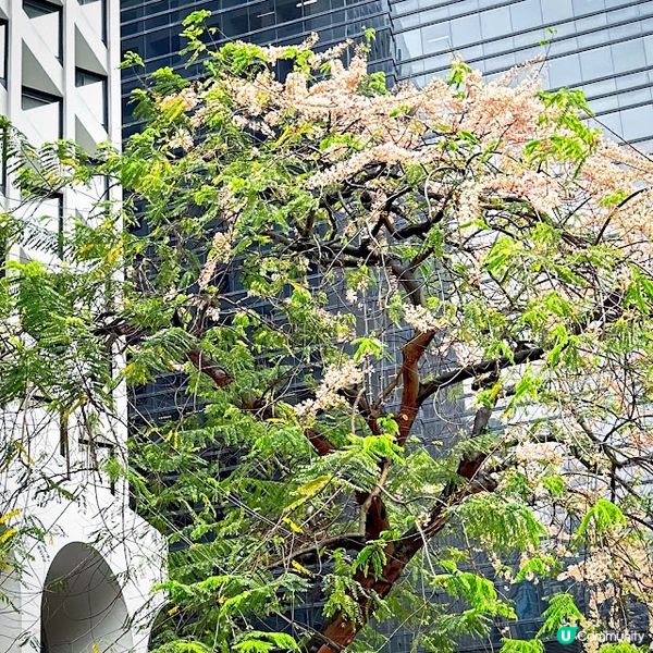 繁花似錦的下午@The Murray