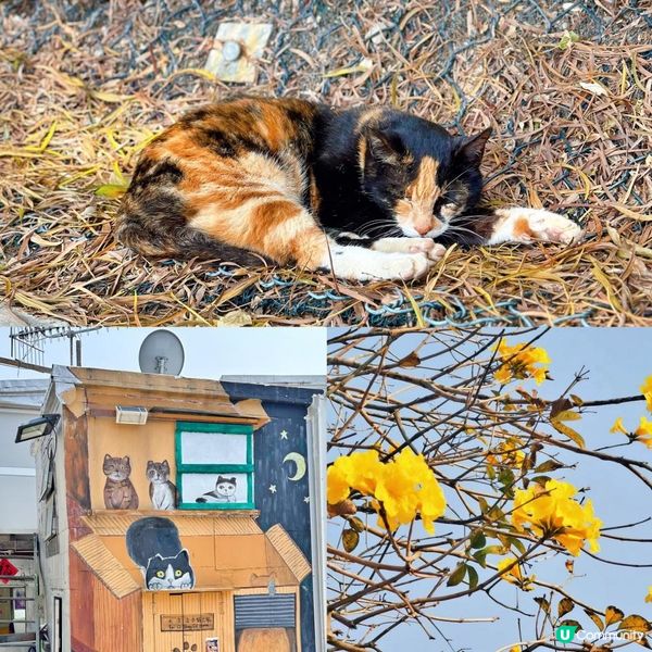 <香港好去處> 大澳貓島🐈一日遊