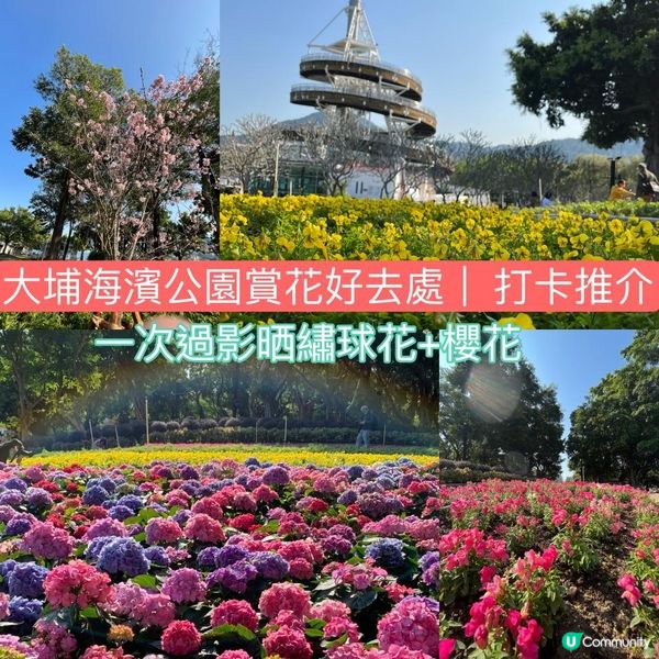 大埔海濱公園賞花好去處! 一次過影晒繡球花+櫻花