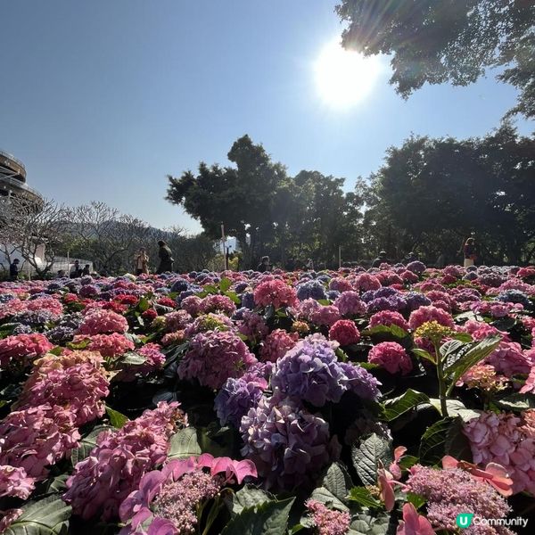 大埔海濱公園賞花好去處! 一次過影晒繡球花+櫻花