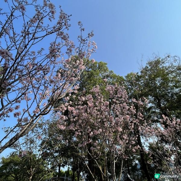 大埔海濱公園賞花好去處! 一次過影晒繡球花+櫻花