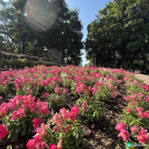 大埔海濱公園賞花好去處! 一次過影晒繡球花+櫻花