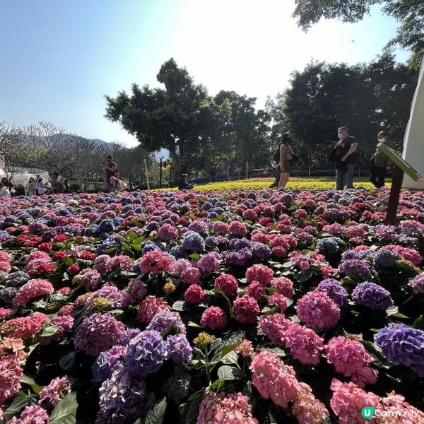 大埔海濱公園賞花好去處! 一次過影晒繡球花+櫻花