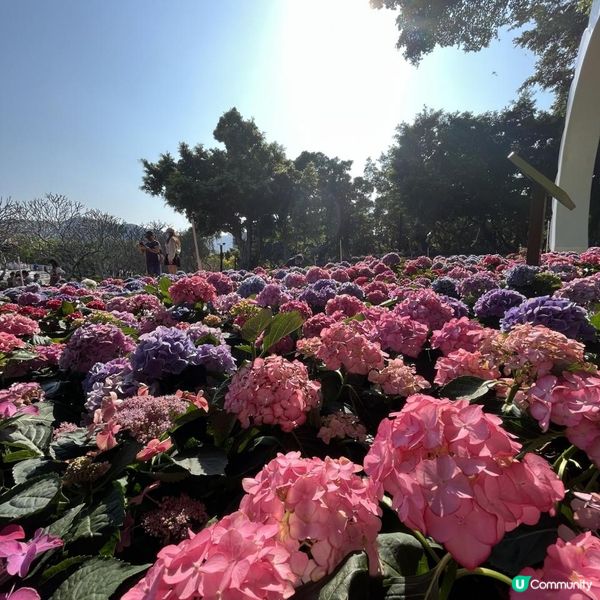 大埔海濱公園賞花好去處! 一次過影晒繡球花+櫻花