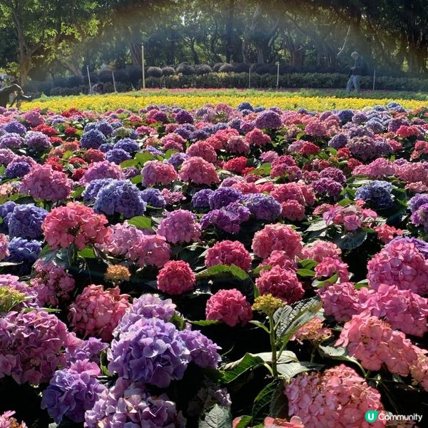 大埔海濱公園賞花好去處! 一次過影晒繡球花+櫻花