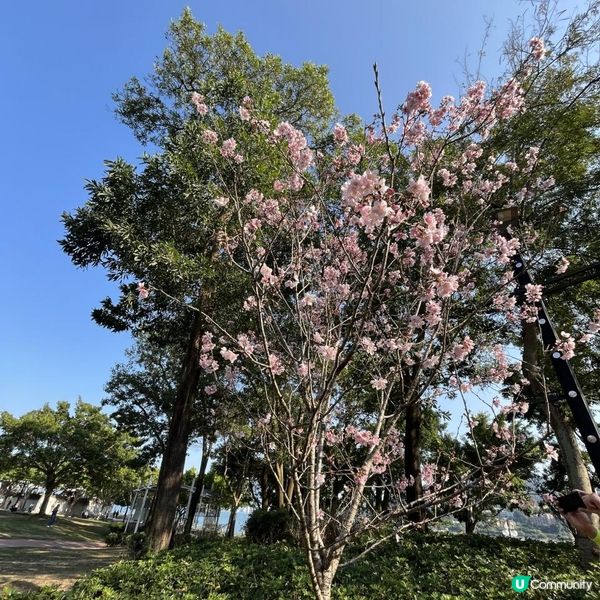 大埔海濱公園賞花好去處! 一次過影晒繡球花+櫻花