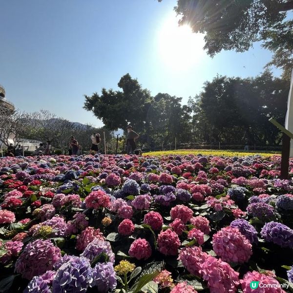 大埔海濱公園賞花好去處! 一次過影晒繡球花+櫻花