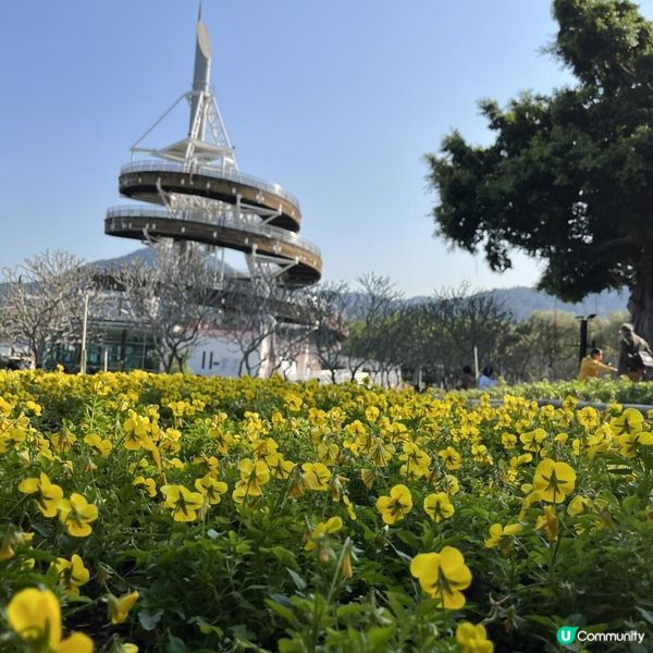 大埔海濱公園賞花好去處! 一次過影晒繡球花+櫻花