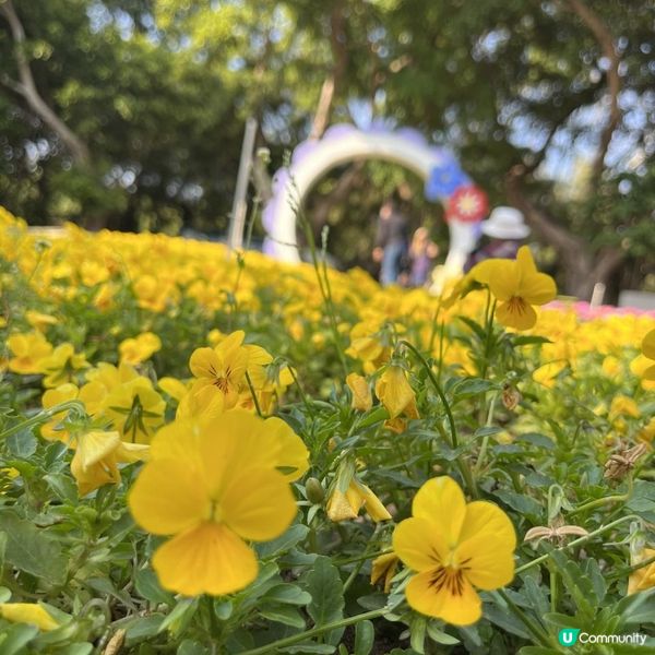 大埔海濱公園賞花好去處! 一次過影晒繡球花+櫻花