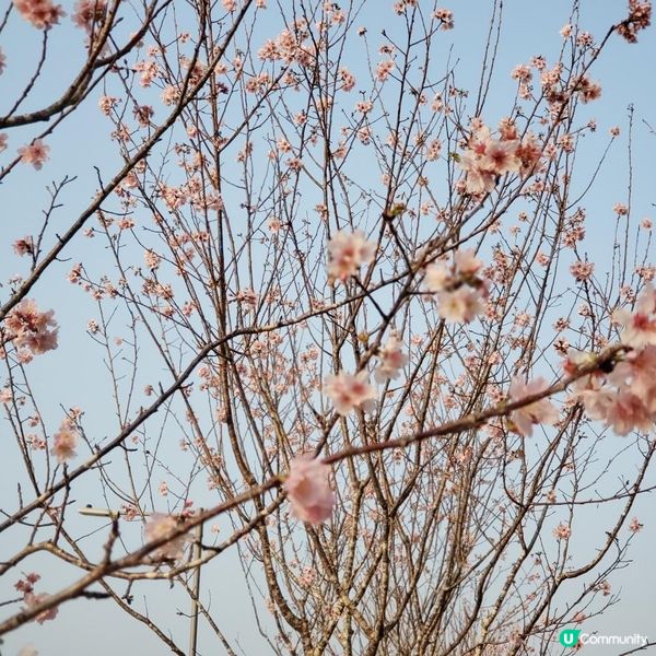 城門河櫻花🌸盛開的季節