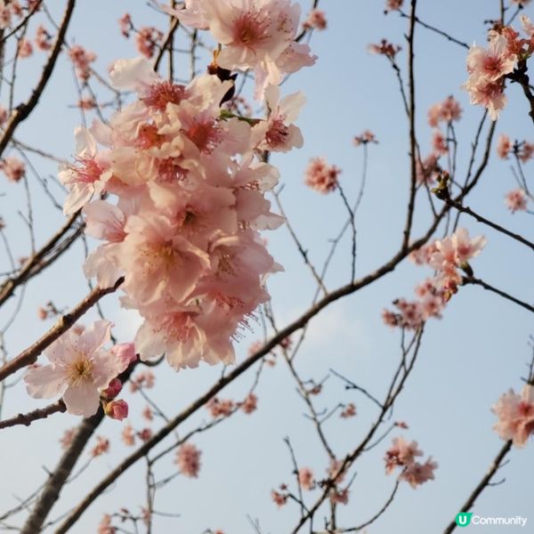 城門河櫻花🌸盛開的季節