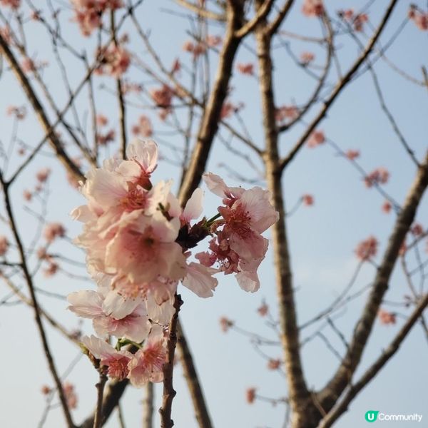 城門河櫻花🌸盛開的季節