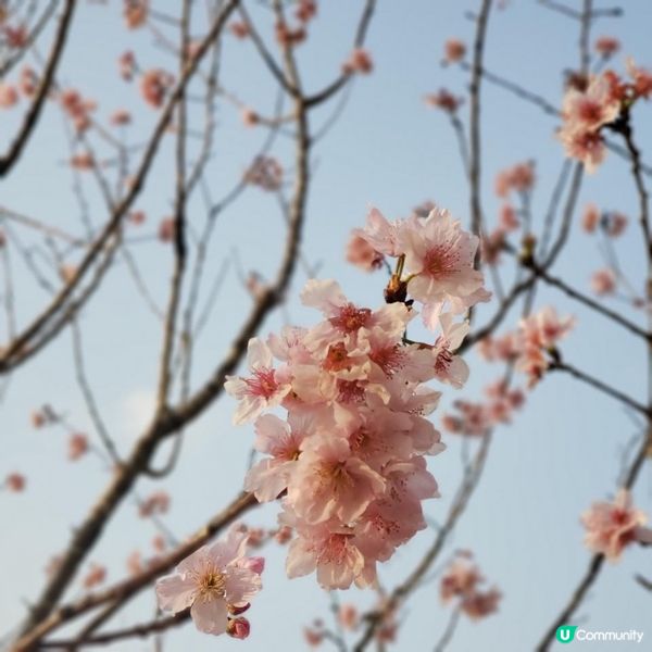 城門河櫻花🌸盛開的季節