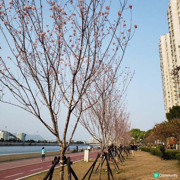 城門河櫻花🌸盛開的季節