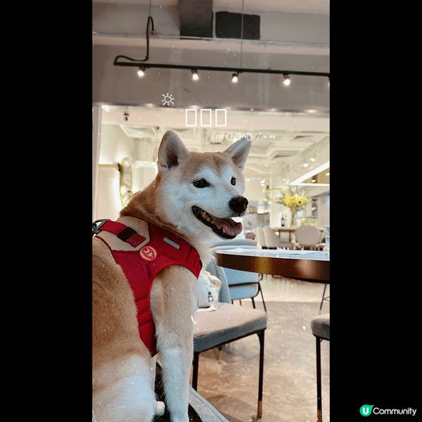 帶住狗狗四圍走