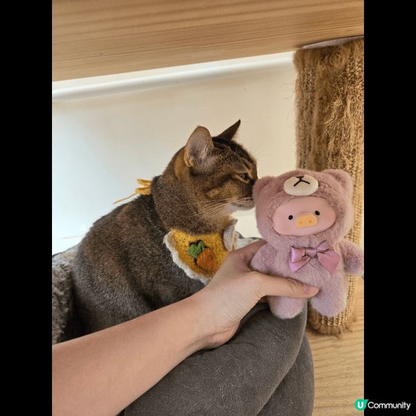 去左貓之茶房睇貓貓，好可愛，減壓
