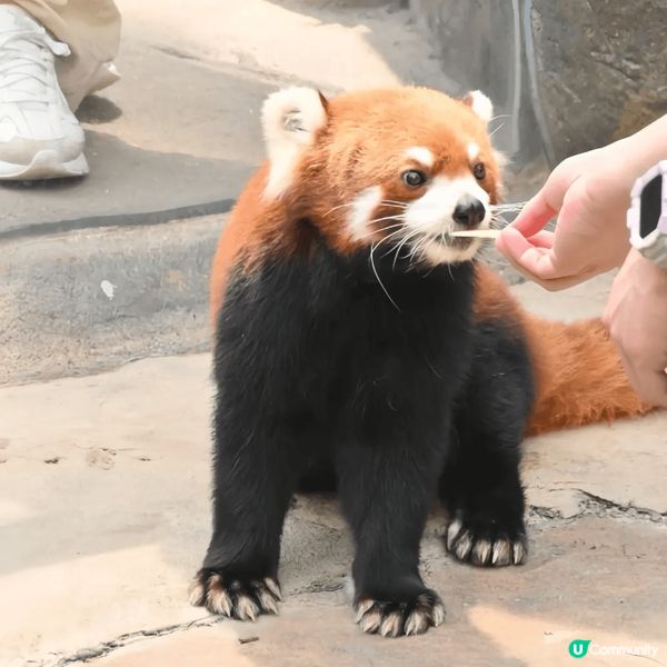 夏日暑假，最岩就係去海洋公園參加佢地d親親動物團，除左可以親...
