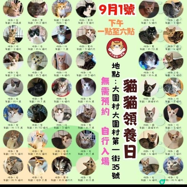 💥潮人先🐱領養代替購💥買 9月1日 🐱