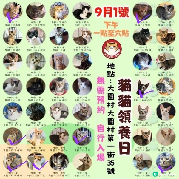 💥潮人先🐱領養代替購💥買 9月1日 🐱