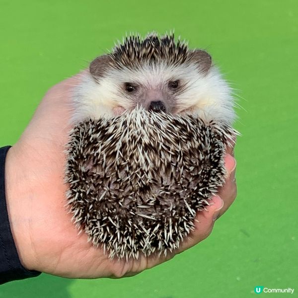 公園偶遇小刺蝟