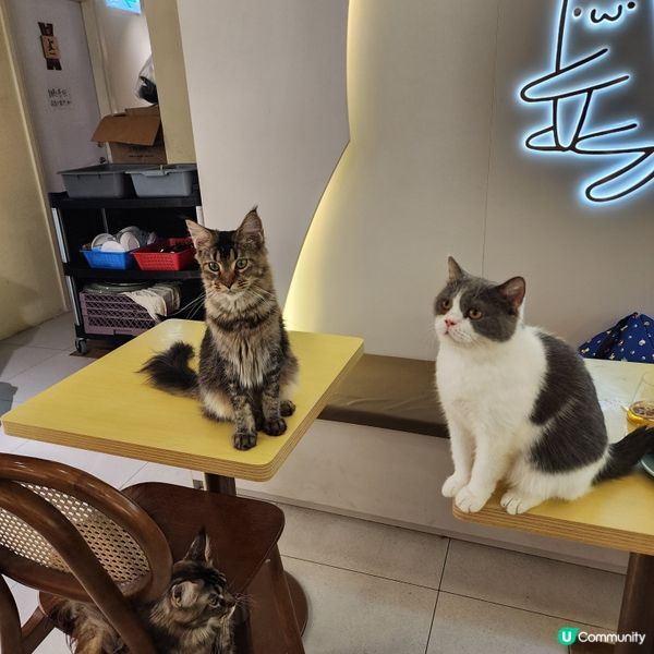 喵～長沙灣chill and cute 貓咪cafe🐱