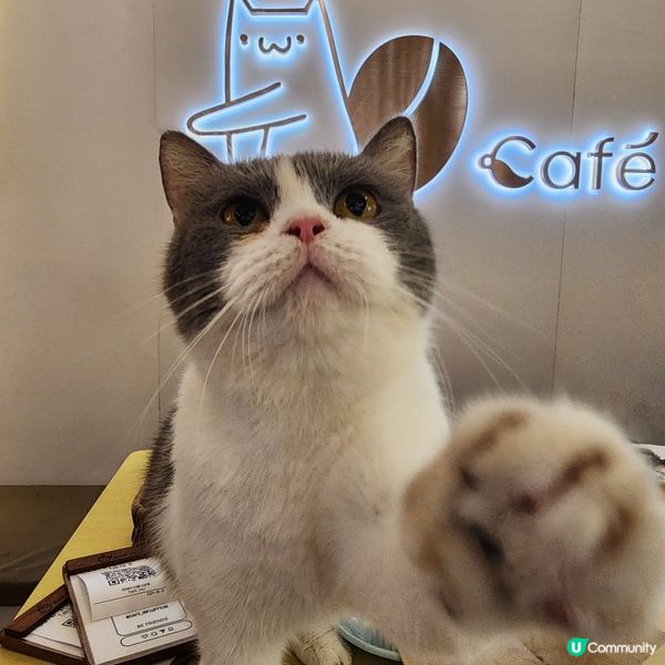 喵～長沙灣chill and cute 貓咪cafe🐱