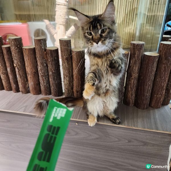 喵～長沙灣chill and cute 貓咪cafe🐱