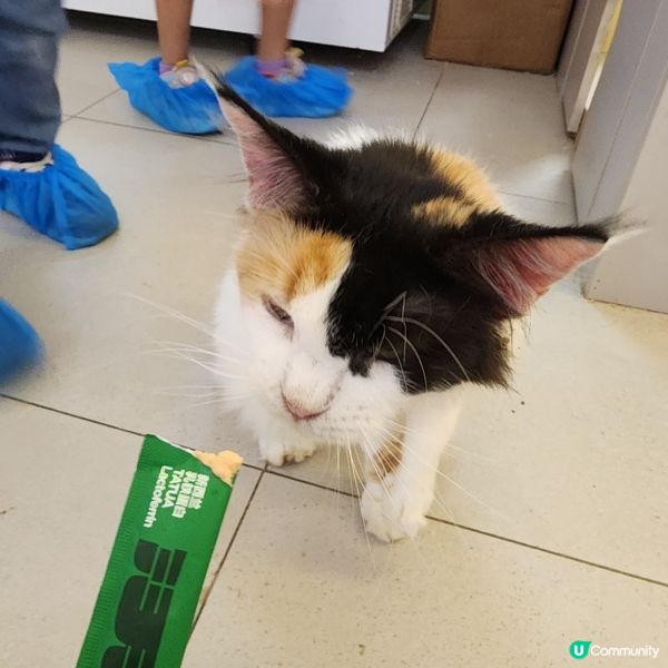 喵～長沙灣chill and cute 貓咪cafe🐱