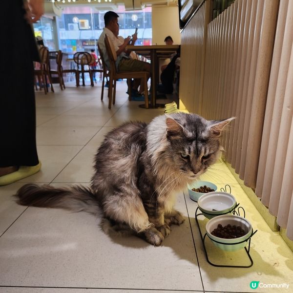 喵～長沙灣chill and cute 貓咪cafe🐱