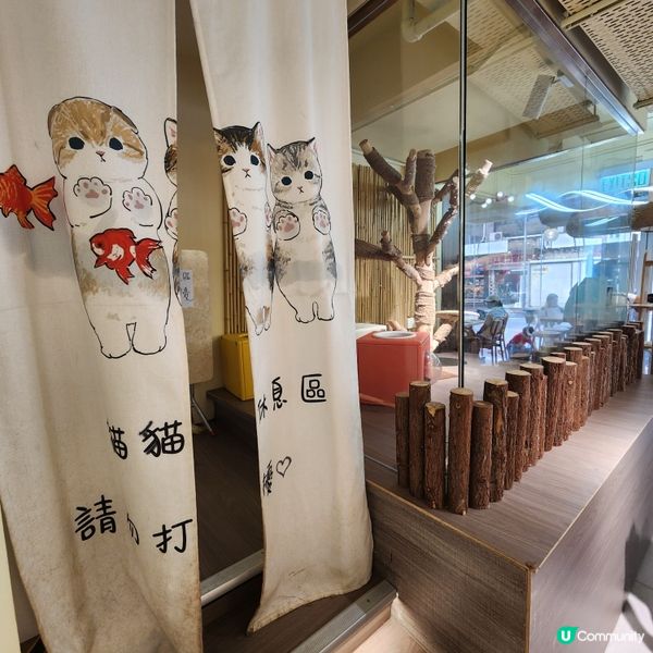 喵～長沙灣chill and cute 貓咪cafe🐱