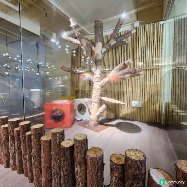 喵～長沙灣chill and cute 貓咪cafe🐱