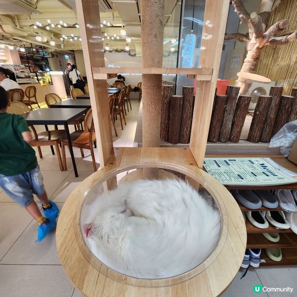 喵～長沙灣chill and cute 貓咪cafe🐱