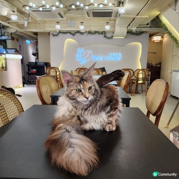 喵～長沙灣chill and cute 貓咪cafe🐱