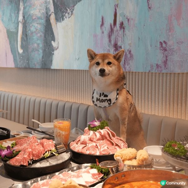 竟然有泰式火鍋店可以帶狗狗一齊入??