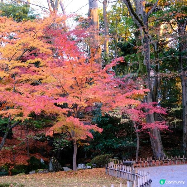 🍁 金澤兼六園:打卡紅葉仙境,感受江戶風情