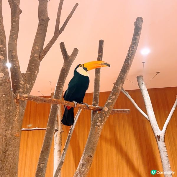 🐓🦜必去人氣動物Cafe🦥🦆🦉