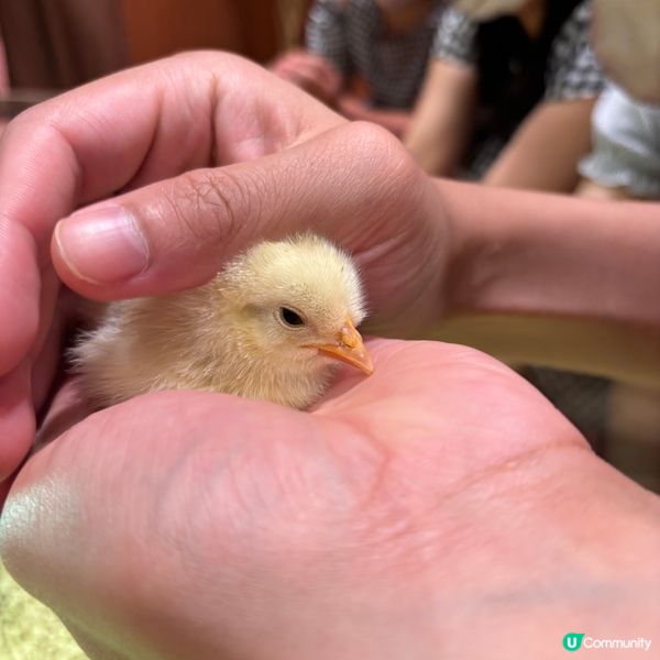 🐓🦜必去人氣動物Cafe🦥🦆🦉