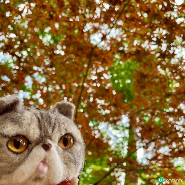 日本京都南禪寺楓葉