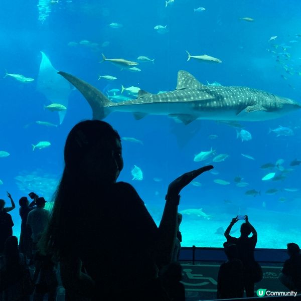 【沖繩】美麗水族館