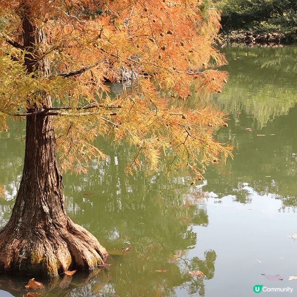 大埔海濱公園可算是香港近年最美的公園,絕對是一個推薦的打卡熱...