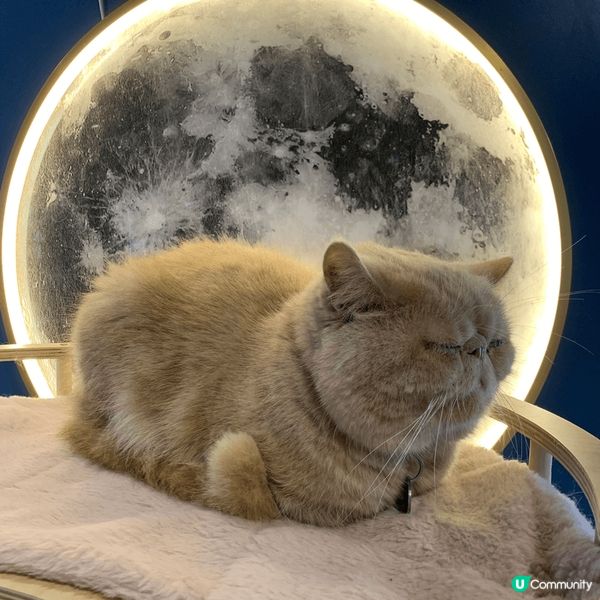 貓cafe可以令人放鬆心情，貓咪都好可愛好乖，又唔怕人。